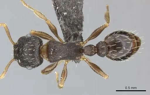 Tetramorium argenteopilosum specimen CASENT0249012 image casent0249012_1