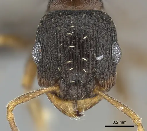 Tetramorium argenteopilosum specimen CASENT0249012 image casent0249012_2