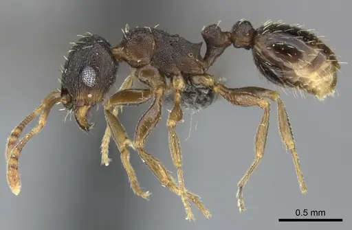 Tetramorium argenteopilosum specimen CASENT0249012 image casent0249012_3