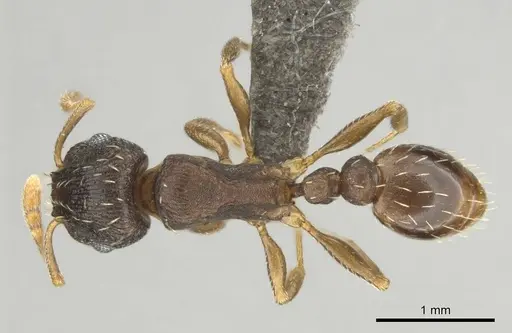 Tetramorium argenteopilosum specimen CASENT0252969 image casent0252969_1