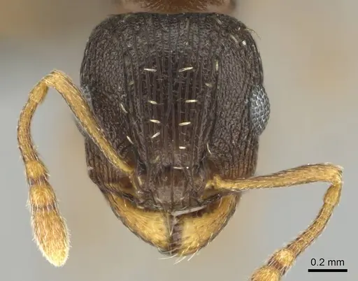 Tetramorium argenteopilosum specimen CASENT0252969 image casent0252969_2