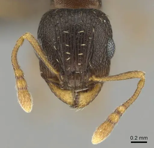 Tetramorium argenteopilosum specimen CASENT0252969 image casent0252969_3