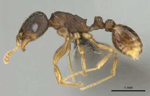 Tetramorium argenteopilosum specimen CASENT0252969 image casent0252969_4