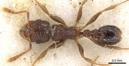 Tetramorium argenteopilosum specimen CASENT0901217 image casent0901217_1
