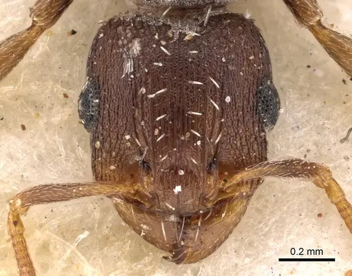 Tetramorium argenteopilosum specimen CASENT0901217 image casent0901217_2
