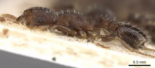 Tetramorium argenteopilosum specimen CASENT0901217 image casent0901217_3