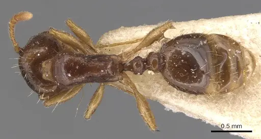 Tetramorium armatum specimen CASENT0904827 image casent0904827_1