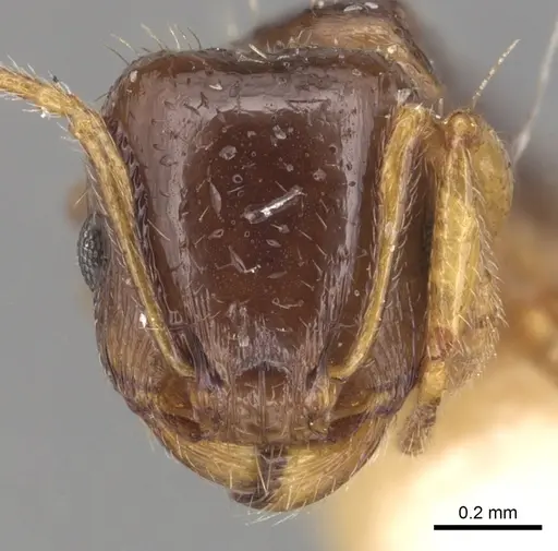Tetramorium armatum specimen CASENT0904827 image casent0904827_2