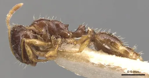 Tetramorium armatum specimen CASENT0904827 image casent0904827_3