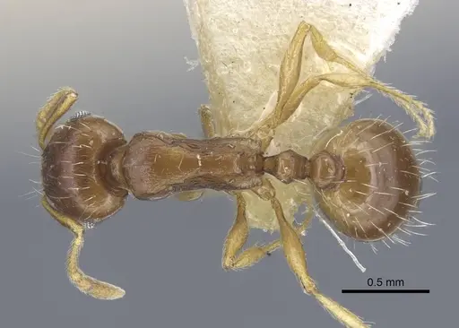 Tetramorium armatum specimen CASENT0917061 image casent0917061_1