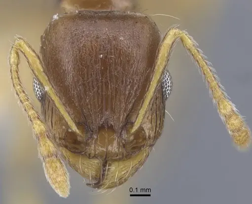 Tetramorium armatum specimen CASENT0917061 image casent0917061_2