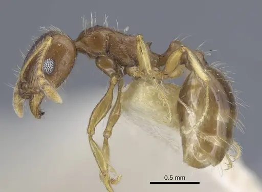 Tetramorium armatum specimen CASENT0917061 image casent0917061_3