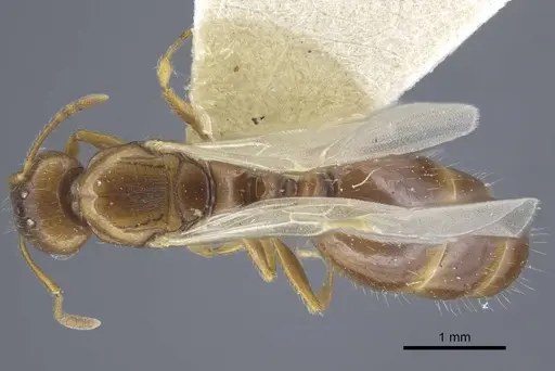 Tetramorium armatum specimen CASENT0917062 image casent0917062_1