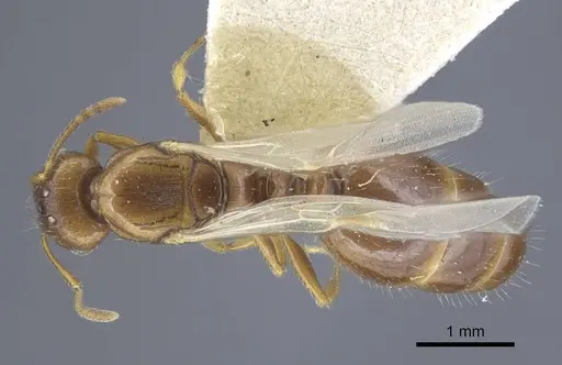 Tetramorium armatum specimen CASENT0917062 image casent0917062_2