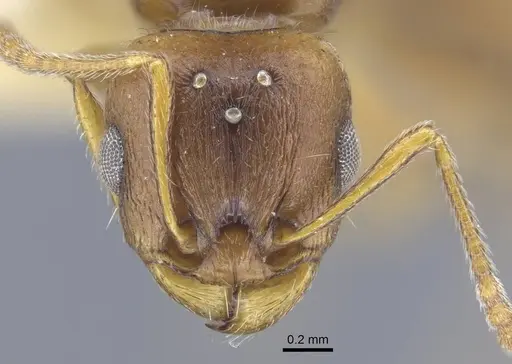 Tetramorium armatum specimen CASENT0917062 image casent0917062_3