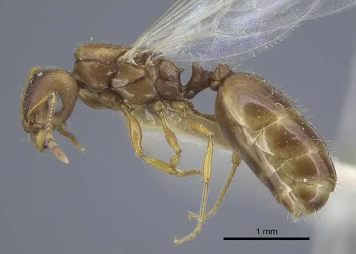 Tetramorium armatum specimen CASENT0917062 image casent0917062_4