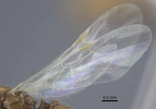 Tetramorium armatum specimen CASENT0917062 image casent0917062_5