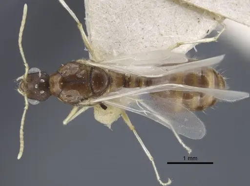 Tetramorium armatum specimen CASENT0917063 image casent0917063_1