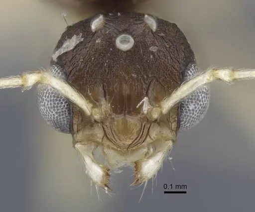 Tetramorium armatum specimen CASENT0917063 image casent0917063_2