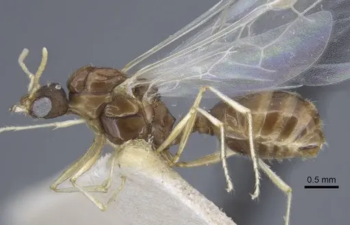 Tetramorium armatum specimen CASENT0917063 image casent0917063_3
