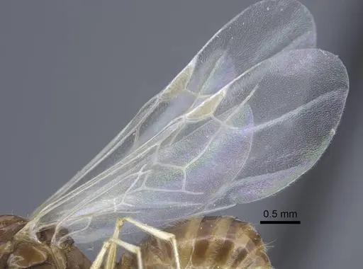 Tetramorium armatum specimen CASENT0917063 image casent0917063_4