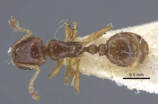 Tetramorium armatum specimen CASENT0917064 image casent0917064_1