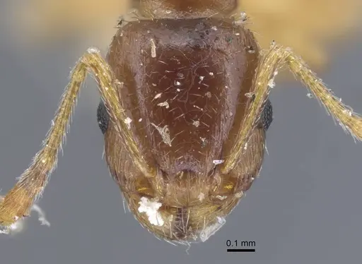 Tetramorium armatum specimen CASENT0917064 image casent0917064_2