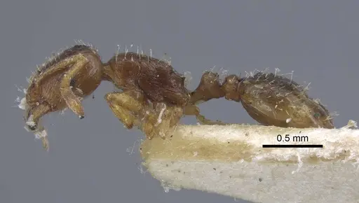Tetramorium armatum specimen CASENT0917064 image casent0917064_3