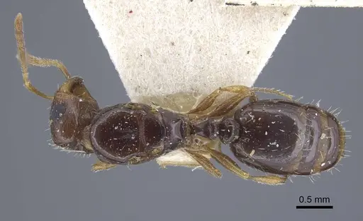 Tetramorium armatum specimen CASENT0917065 image casent0917065_1