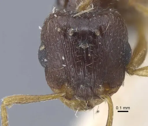 Tetramorium armatum specimen CASENT0917065 image casent0917065_2