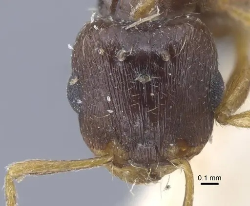Tetramorium armatum specimen CASENT0917065 image casent0917065_3