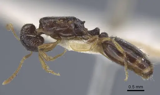 Tetramorium armatum specimen CASENT0917065 image casent0917065_4