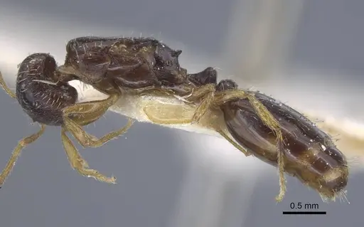 Tetramorium armatum specimen CASENT0917065 image casent0917065_5