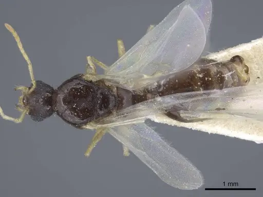 Tetramorium armatum specimen CASENT0917066 image casent0917066_1