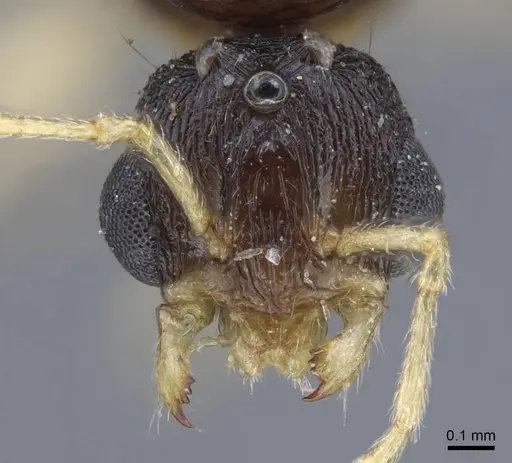 Tetramorium armatum specimen CASENT0917066 image casent0917066_2
