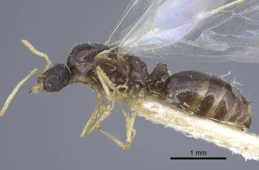 Tetramorium armatum specimen CASENT0917066 image casent0917066_3