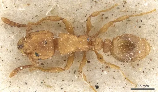 Tetramorium arnoldi specimen CASENT0901140 image casent0901140_1