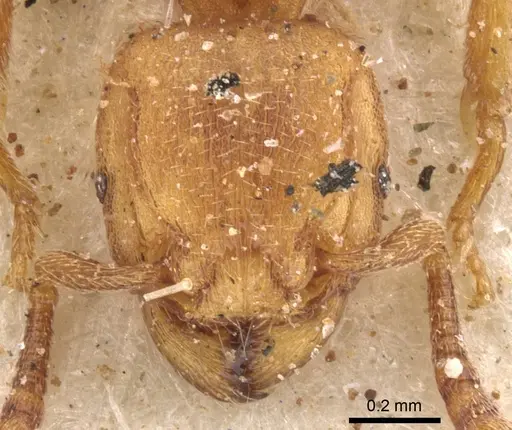Tetramorium arnoldi specimen CASENT0901140 image casent0901140_2
