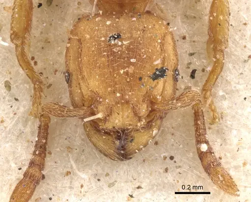 Tetramorium arnoldi specimen CASENT0901140 image casent0901140_3