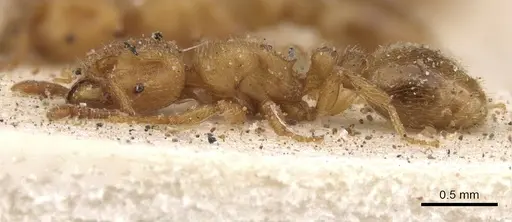 Tetramorium arnoldi specimen CASENT0901140 image casent0901140_4