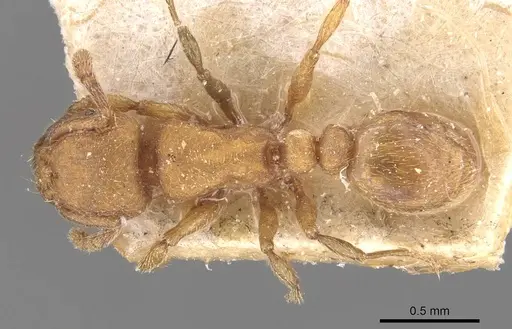 Tetramorium arnoldi specimen CASENT0909122 image casent0909122_1