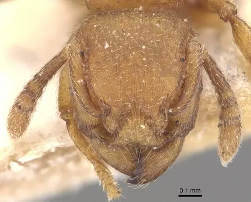Tetramorium arnoldi specimen CASENT0909122 image casent0909122_2