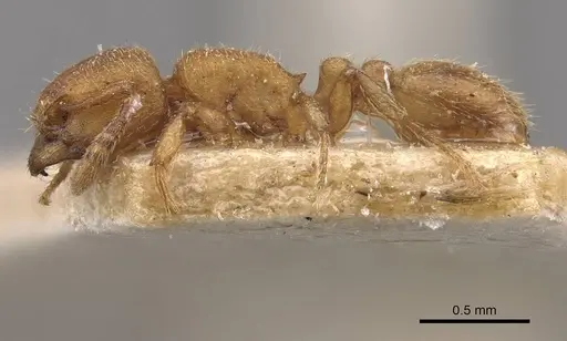 Tetramorium arnoldi specimen CASENT0909122 image casent0909122_3