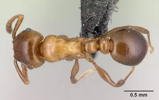 Tetramorium artemis specimen CASENT0481732 image casent0481732_1