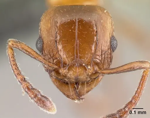 Tetramorium artemis specimen CASENT0481732 image casent0481732_2