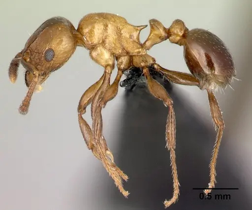 Tetramorium artemis specimen CASENT0481732 image casent0481732_3