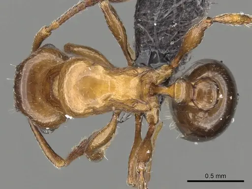 Tetramorium artemis specimen CASENT0481734 image casent0481734_1