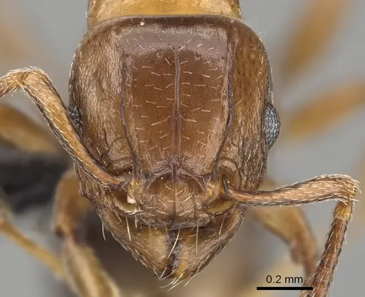 Tetramorium artemis specimen CASENT0481734 image casent0481734_2