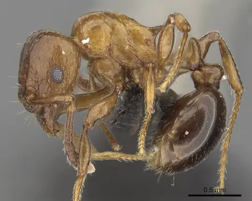 Tetramorium artemis specimen CASENT0481734 image casent0481734_3