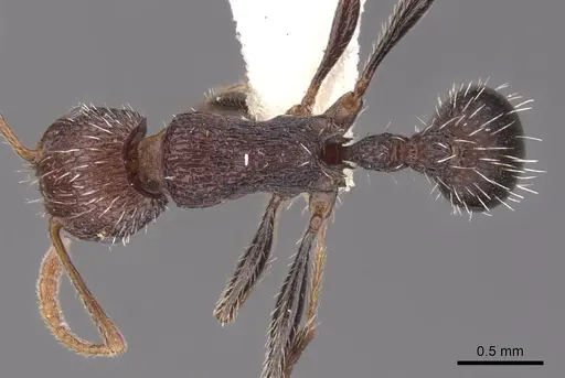 Tetramorium asetyum specimen CASENT0901247 image casent0901247_1